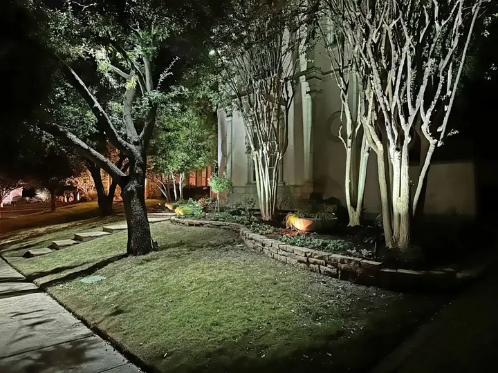 Multi-trunk crepe myrtles uplit against pale stucco in Las Colinas, Irving, Texas