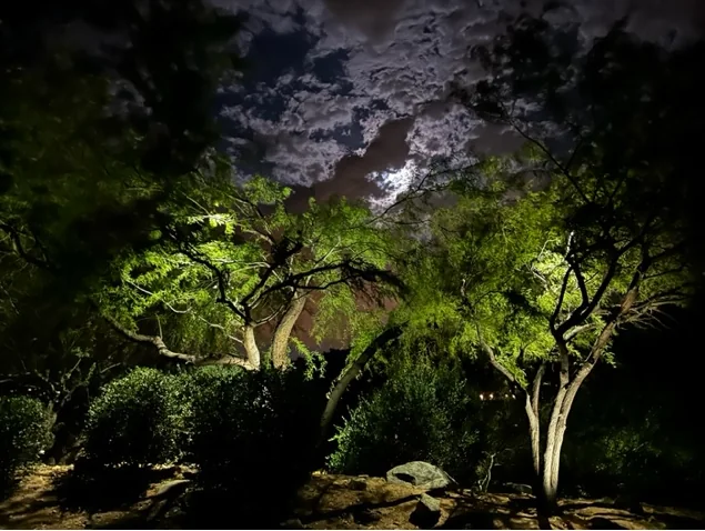 Mature desert trees uplit from below in a Scottsdale, Arizona garden, throwing light up through open canopies