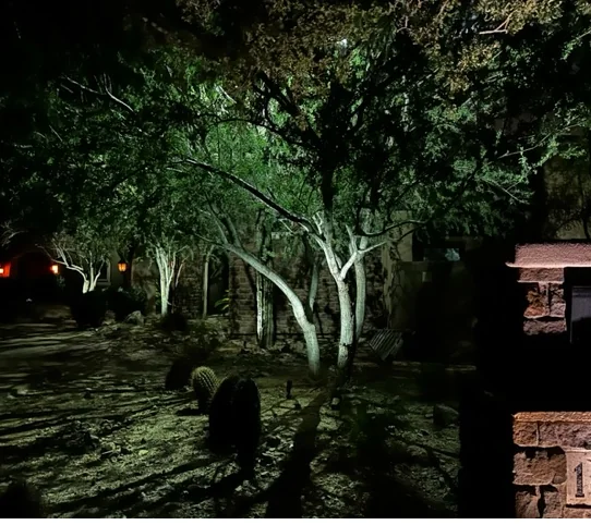 Multi-trunk desert tree uplit from the base in Scottsdale, Arizona, with branch shadows on the wall behind it